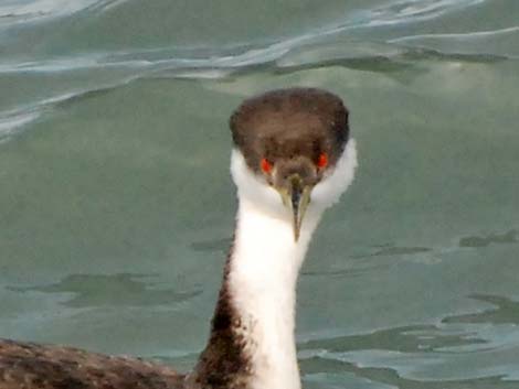 Western Grebe (Aechmophorus occidentalis)