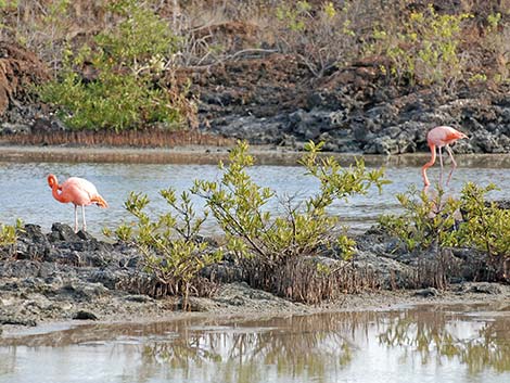 American Flamingo (Phoenicopterus ruber)