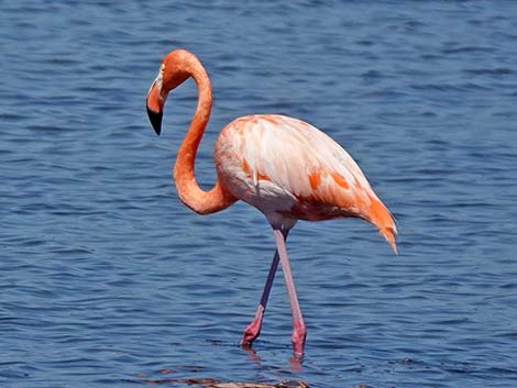 American Flamingo (Phoenicopterus ruber)