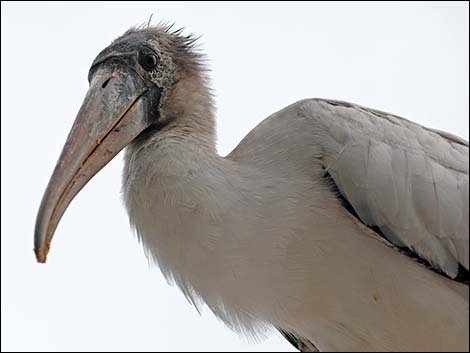 Wood Stork (Mycteria americana)