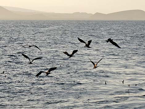 Magnificent Frigatebird (Fregata magnificens)