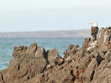 Blue-footed Booby (Sula nebouxii)