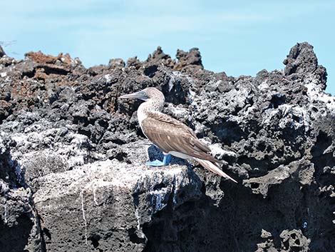 Blue-footed Booby (Sula nebouxii)