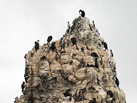 Brandt's Cormorant (Phalacrocorax penicillatus)