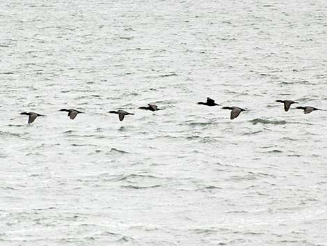 Double-crested Cormorant (Phalacrocorax auritus)