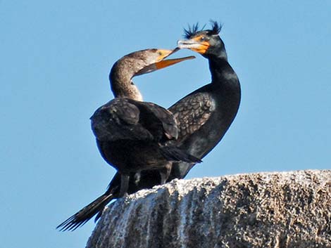 Double-crested Cormorant (Phalacrocorax auritus)