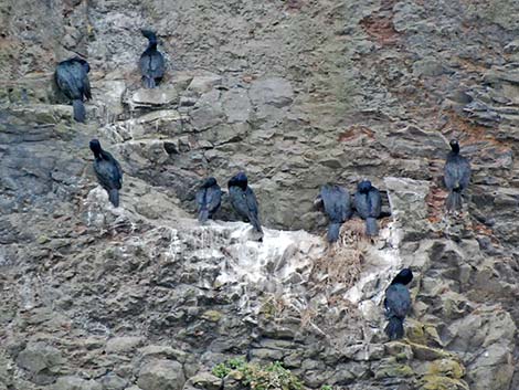 Pelagic Cormorant (Phalacrocorax pelagicus)