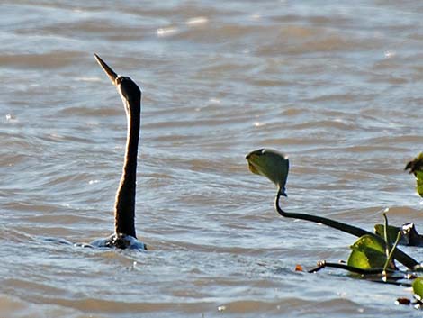 Anhinga (Anhinga anhinga)