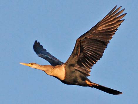 Anhinga (Anhinga anhinga)