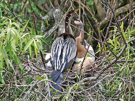 Anhinga (Anhinga anhinga)