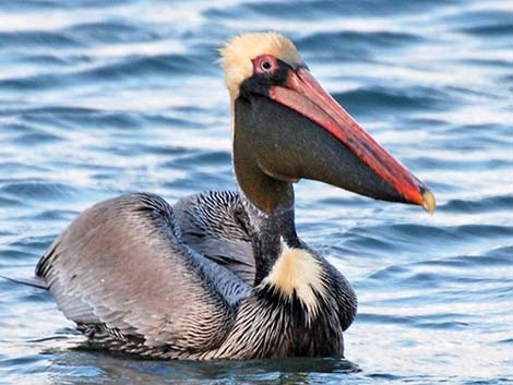 Atlantic Brown Pelican (Pelecanus occidentalis carolinensis)