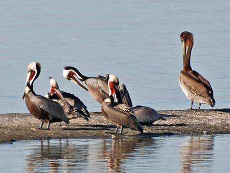 Brown Pelican (Pelecanus occidentalis)