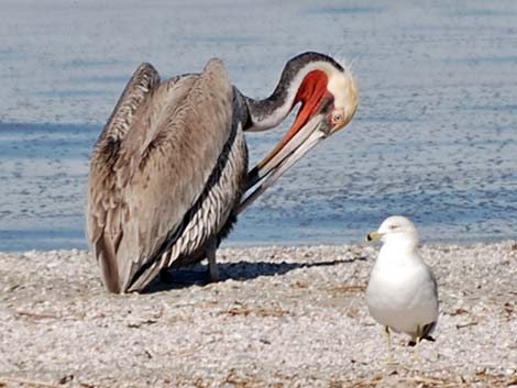 Pacific Brown Pelican (Pelecanus occidentalis californicus)