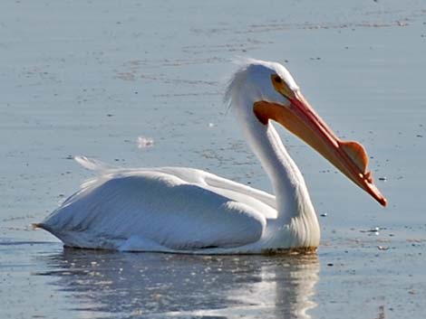 American White Pelican (Pelecanus erythrorhynchos)