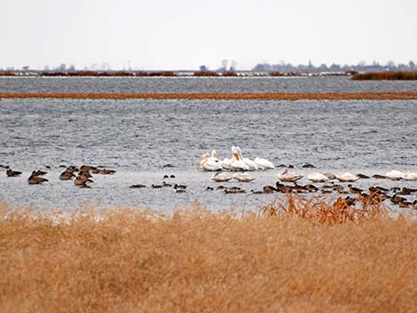 American White Pelican (Pelecanus erythrorhynchos)