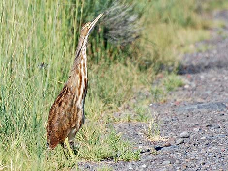 American Bittern (Botaurus lentiginosus)