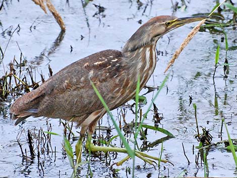 American Bittern (Botaurus lentiginosus)