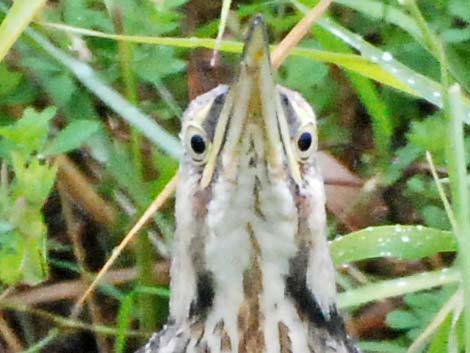 American Bittern (Botaurus lentiginosus)