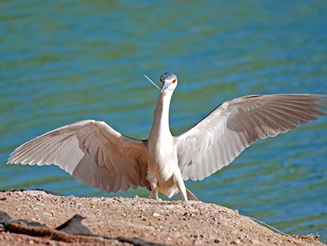 Black-crowned Night-Heron (Nycticorax nycticorax)