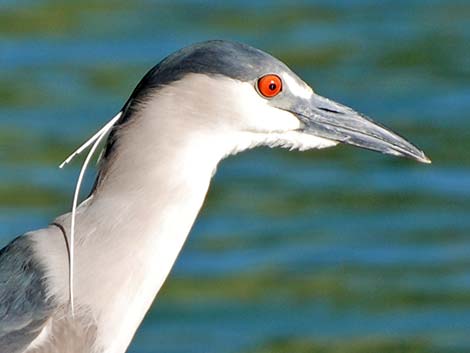 Black-crowned Night-Heron (Nycticorax nycticorax)