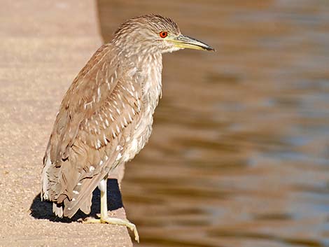 Black-crowned Night-Heron (Nycticorax nycticorax)