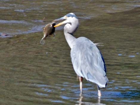 Great Blue Heron (Ardea herodias)