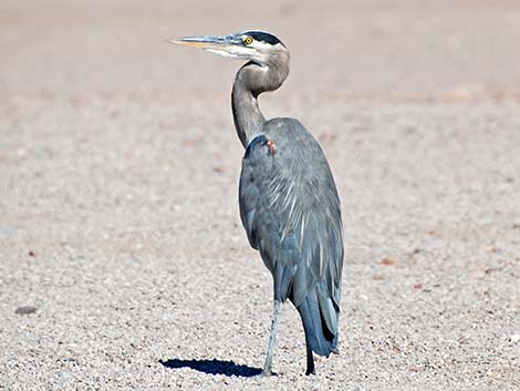 Great Blue Heron (Ardea herodias)