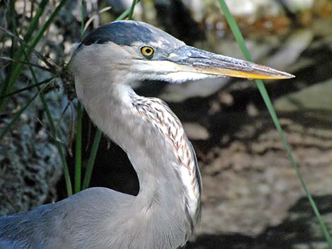 Great Blue Heron (Ardea herodias)