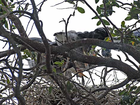 Great Blue Heron (Ardea herodias)