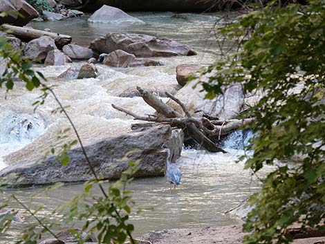 Great Blue Heron (Ardea herodias)