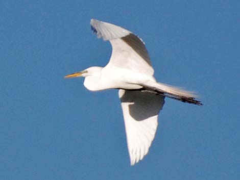 Great Egret (Ardea alba)