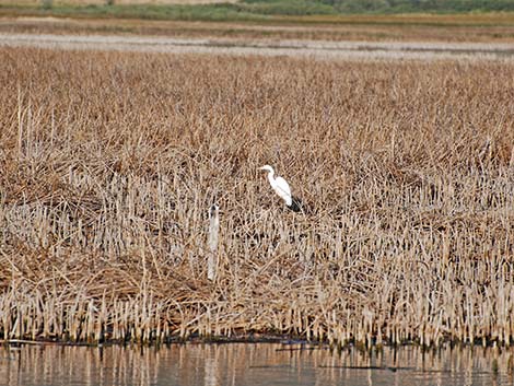 Great Egret (Ardea alba)