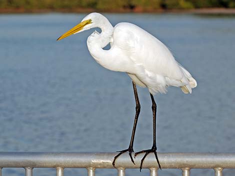 Great Egret (Ardea alba)