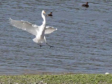 Great Egret (Ardea alba)