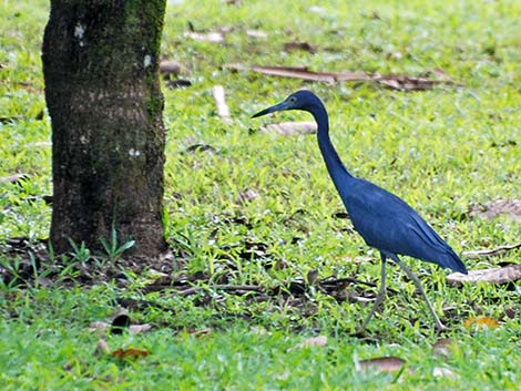 Little Blue Heron (Egretta caerulea)