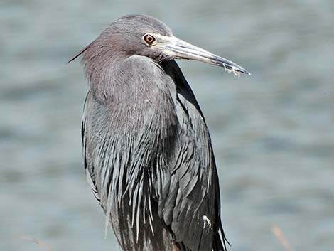 Little Blue Heron (Egretta caerulea)