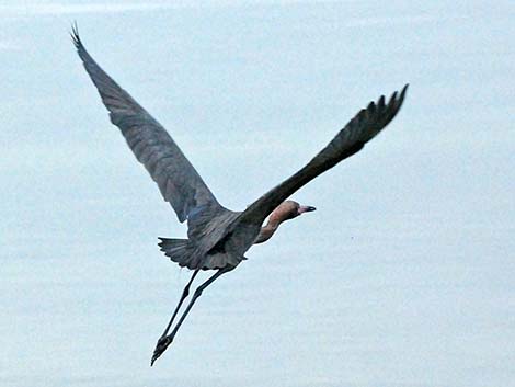 Reddish Egret (Egretta rufescens)