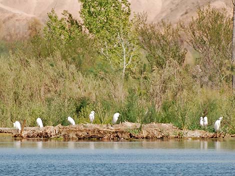 Snowy Egret (Egretta thula)