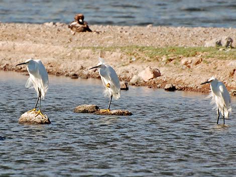 Snowy Egret (Egretta thula)