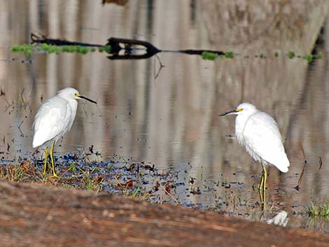 Snowy Egret (Egretta thula)