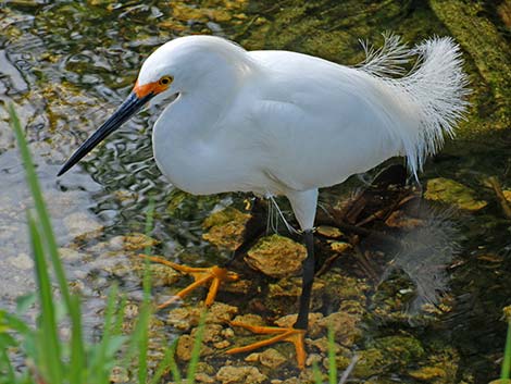 Snowy Egret