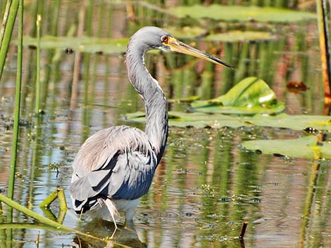 Tricolored Heron (Egretta tricolor)