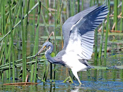 Tricolored Heron (Egretta tricolor)