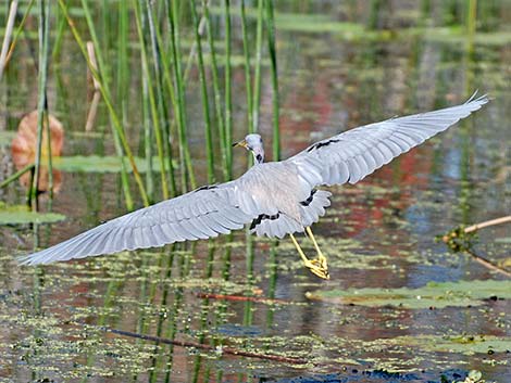 Tricolored Heron (Egretta tricolor)