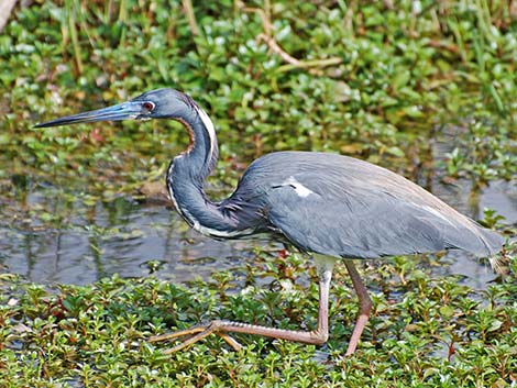 Tricolored Heron (Egretta tricolor)