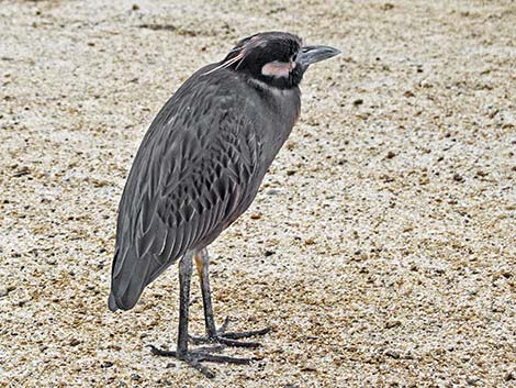 Yellow-crowned Night-Heron (Nyctanassa violacea)