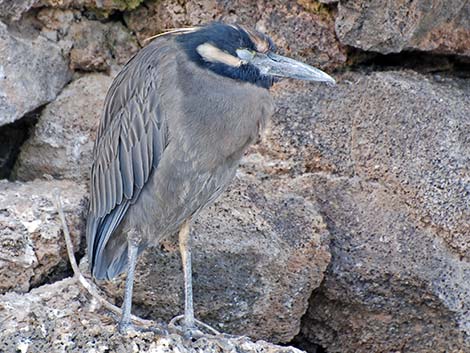 Yellow-crowned Night-Heron (Nyctanassa violacea)