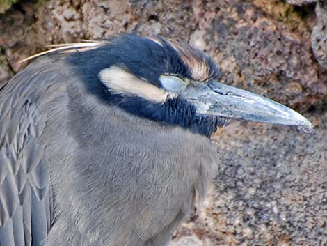 Yellow-crowned Night-Heron (Nyctanassa violacea)