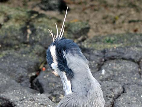 Yellow-crowned Night-Heron (Nyctanassa violacea)