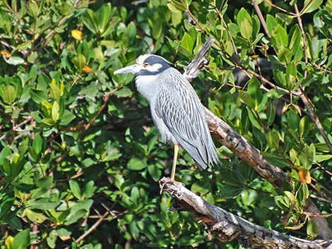 Yellow-crowned Night-Heron (Nyctanassa violacea)